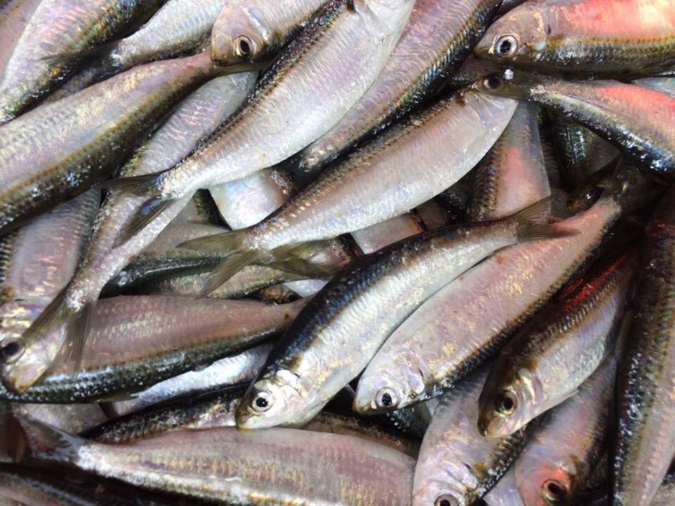 8 loại cá bổ dưỡng giàu omega-3 bậc nhất - ảnh 5